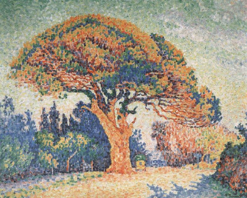 Paul Signac Pine Tree at Saint-Tropez china oil painting image